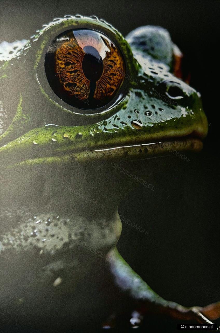 Ojo de rana impreso en gran formato